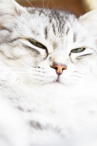 Silberne Katze sibirischer Rasse, Hündin — Stockfoto