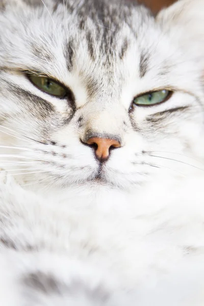 Srebrny kot syberyjski rasa, samica — Zdjęcie stockowe