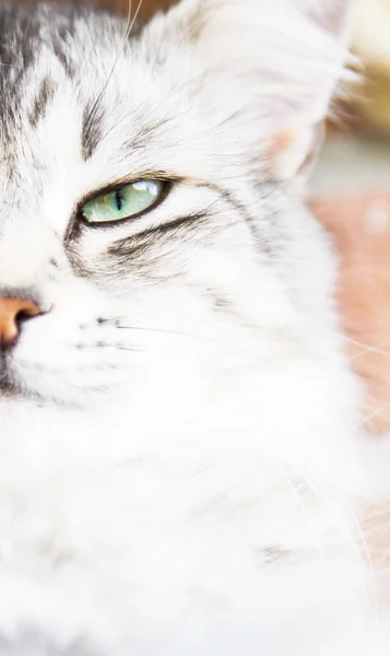 Gato de prata da raça siberiana, fêmea — Fotografia de Stock