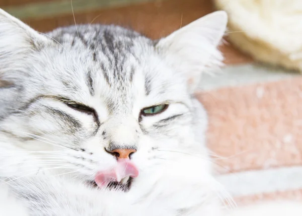 Gato plateado de raza siberiana, hembra — Foto de Stock