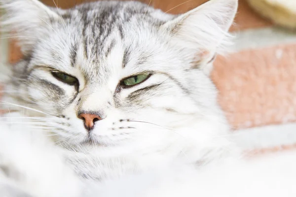 Zilver kat van Siberische ras, vrouwelijke — Stockfoto