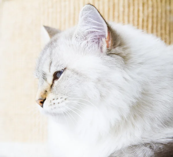 White cat of siberian breed Stock Image