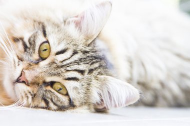 kahverengi erkek Sibirya yavru kedi