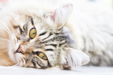 kahverengi erkek Sibirya yavru kedi