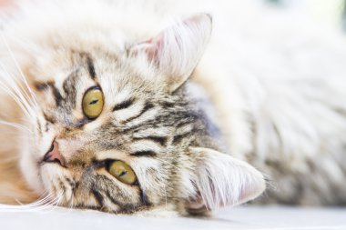 kahverengi erkek Sibirya yavru kedi