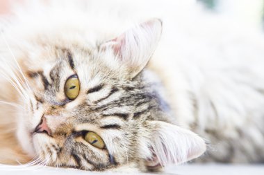 kahverengi erkek Sibirya yavru kedi