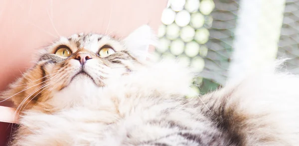 Brown male of siberian kitten — Stock Photo, Image