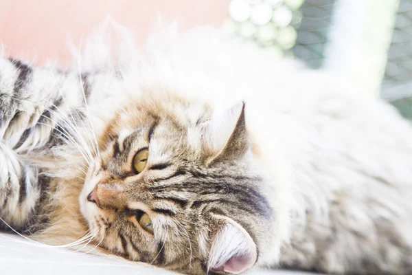 Brązowy samiec kotek syberyjski — Zdjęcie stockowe