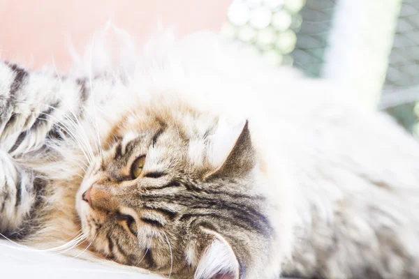 Macho marrom de gatinho siberiano — Fotografia de Stock