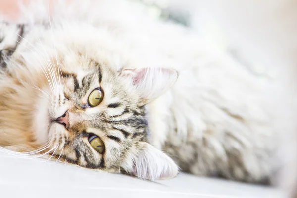 Brown male of siberian kitten — Stock Photo, Image