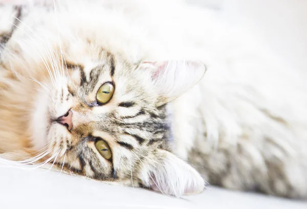 Bruin man van Siberische kitten — Stockfoto