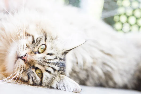 Macho marrón de gatito siberiano —  Fotos de Stock