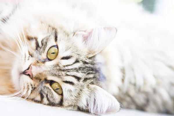 Коричневий чоловік сибірського кошеня — стокове фото