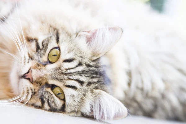 Mâle brun de chaton sibérien — Photo