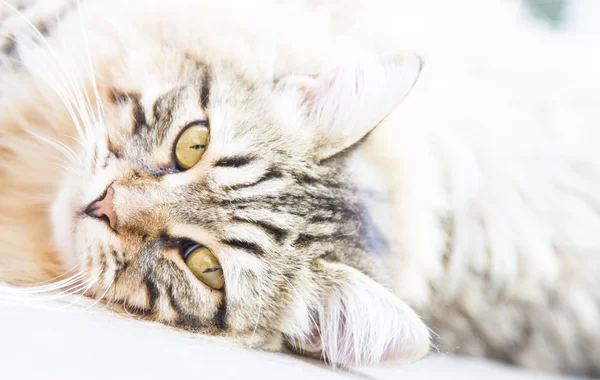 Macho marrom de gatinho siberiano — Fotografia de Stock