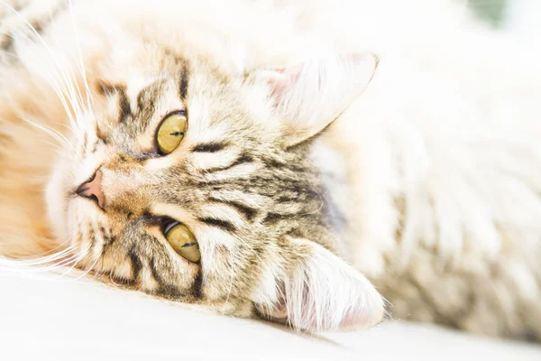 棕色雄性的西伯利亚小猫 — 图库照片