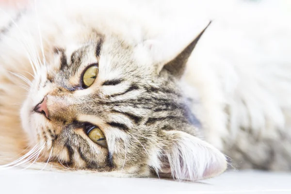 Brązowy samiec kotek syberyjski — Zdjęcie stockowe