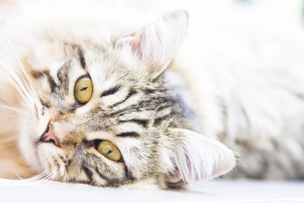 Brown male of siberian kitten — Stock Photo, Image