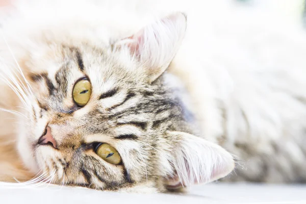 Macho marrom de gatinho siberiano — Fotografia de Stock