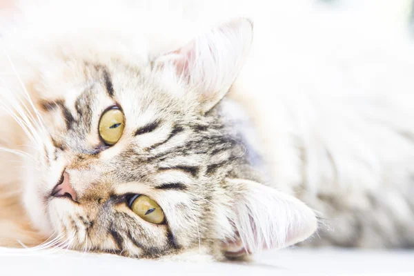 Brown male of siberian kitten — Stock Photo, Image