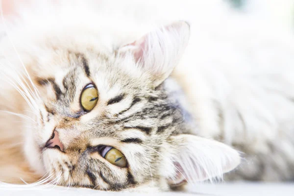 Hnědý muž sibiřské kotě — Stock fotografie