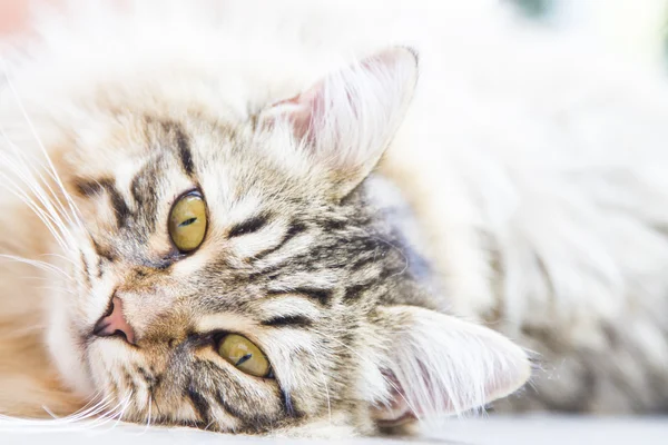 Brun mann av sibirsk kattunge – stockfoto