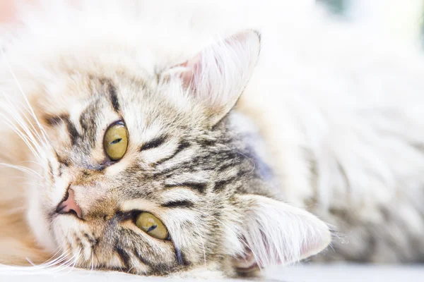 Bruin man van Siberische kitten — Stockfoto