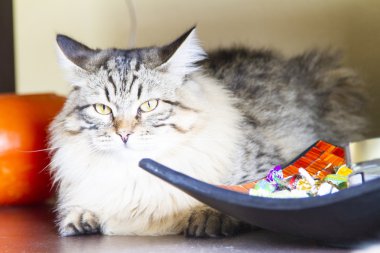 Sibirya doğurmak, on ay kahverengi kedi