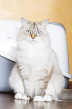 Neva masquerade sürümü siberian kedi