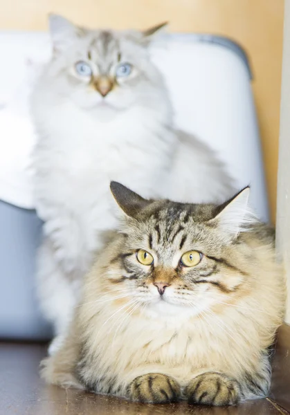 Brązowy kot rasy syberyjskiej, dziesięć miesięcy — Zdjęcie stockowe