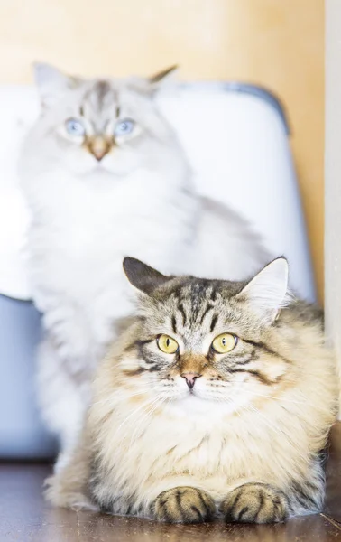 Hnědá kočka plemene sibiřský, deset měsíců — Stock fotografie
