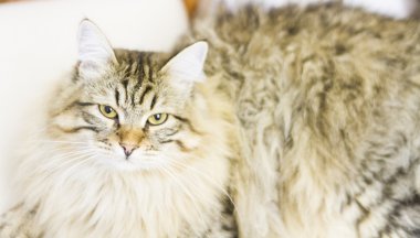 kahverengi yavru Sibirya doğurmak bir yıl, Divan