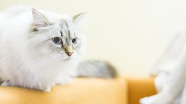 Sibirya doğurmak beyaz kedi