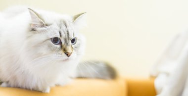 Sibirya doğurmak beyaz kedi