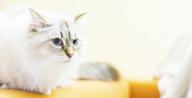 Sibirya doğurmak beyaz kedi