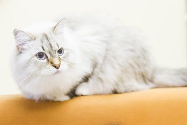 Sibirya doğurmak beyaz kedi