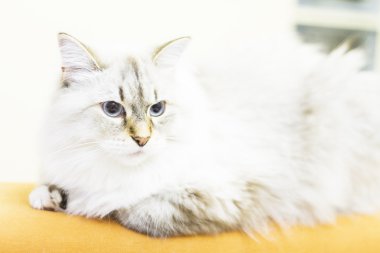 Sibirya doğurmak beyaz kedi