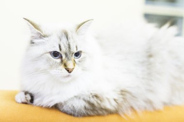 Sibirya doğurmak beyaz kedi