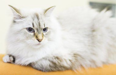 Sibirya doğurmak beyaz kedi