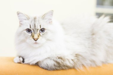 Sibirya doğurmak beyaz kedi