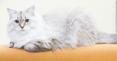 Sibirya doğurmak beyaz kedi