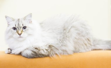 Sibirya doğurmak beyaz kedi