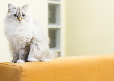 Sibirya doğurmak beyaz kedi