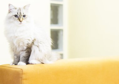 Sibirya doğurmak beyaz kedi