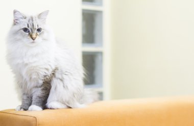 Sibirya doğurmak beyaz kedi