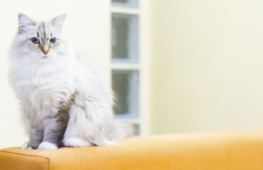 Sibirya doğurmak beyaz kedi