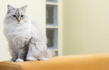 Sibirya doğurmak beyaz kedi