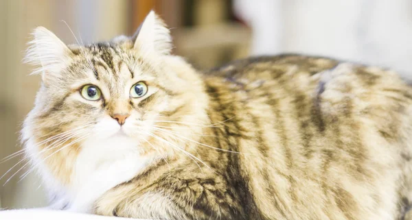 Sibirya doğurmak, kadın kahverengi kedi