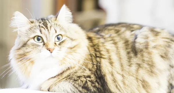 Sibirya doğurmak, kadın kahverengi kedi — Stok fotoğraf