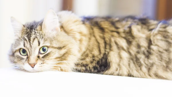 Gato marrom de raça siberiana, fêmea — Fotografia de Stock